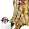 Maple Syrup Tree Tapping Kit Maple Tapper 10 Spiles 10 Blue Tubes-2